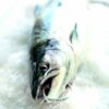 新鲜野生河Tweed鲑鱼和海泥的图像