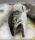 新鲜野生河花呢海鳟鱼的图像